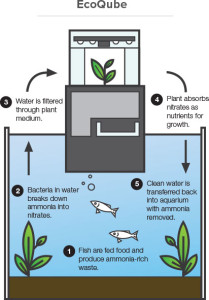 ecoqube1